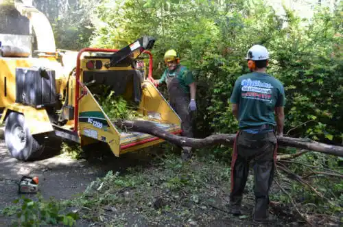 tree services Cedar Lake